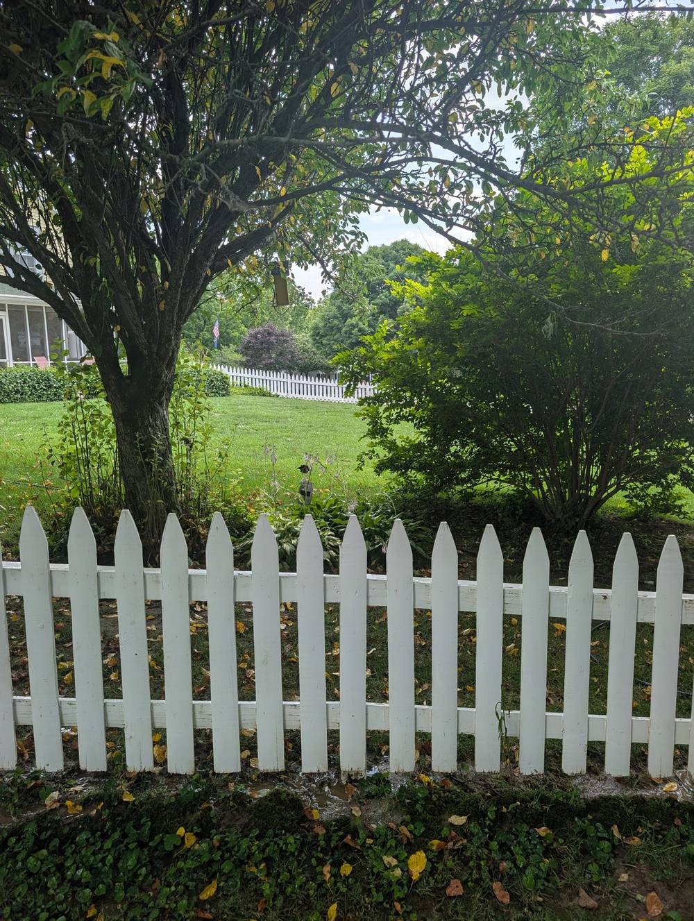 Vinyl fence, algae buildup
